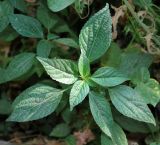 Acalypha australis