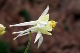 Aquilegia tianschanica. Цветок. Узбекистан, Ташкентская обл., зап. отроги Чаткальского хр., гора Бол. Чимган, ущ. Аксая. 27.06.2015.