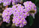 Achillea asiatica