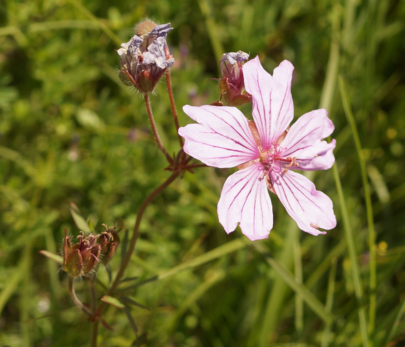 Изображение особи Geranium transversale.