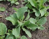 Borago officinalis