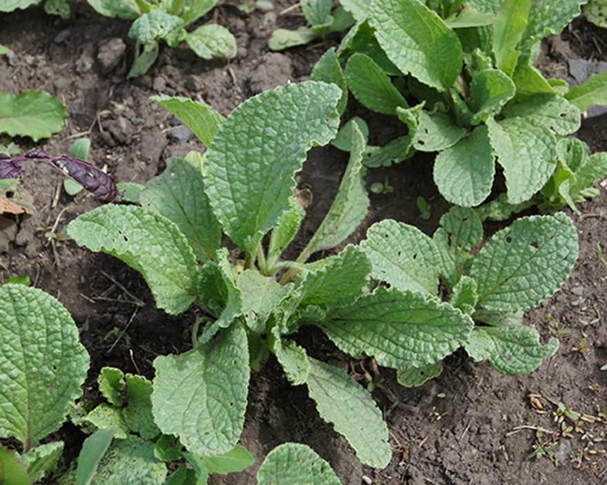 Изображение особи Borago officinalis.