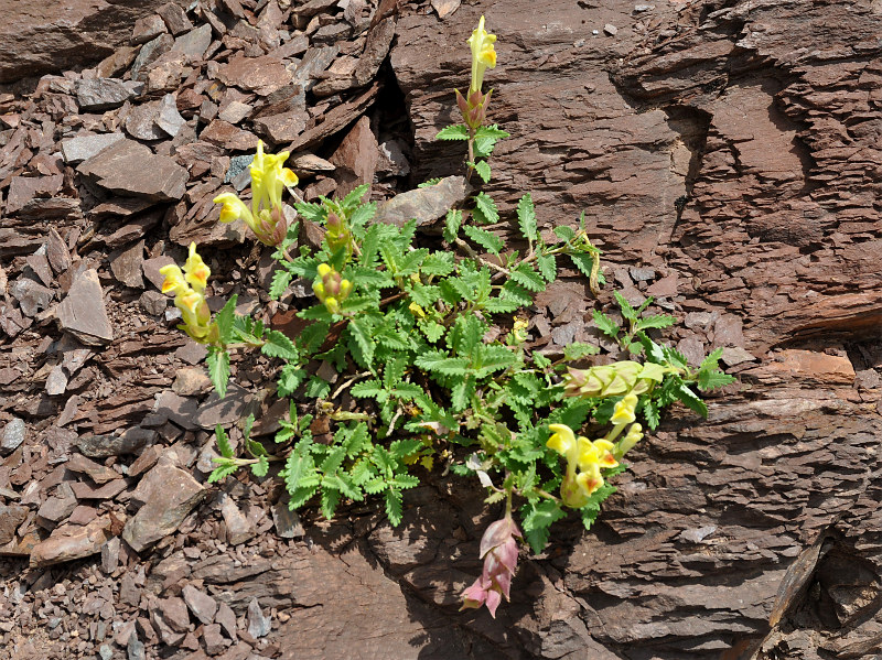 Image of Scutellaria orientalis specimen.