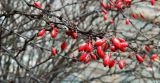 род Berberis. Покоящиеся побеги со зрелыми плодами. Германия, Берлин, округ Шпандау, в озеленении. Январь 2015 г.