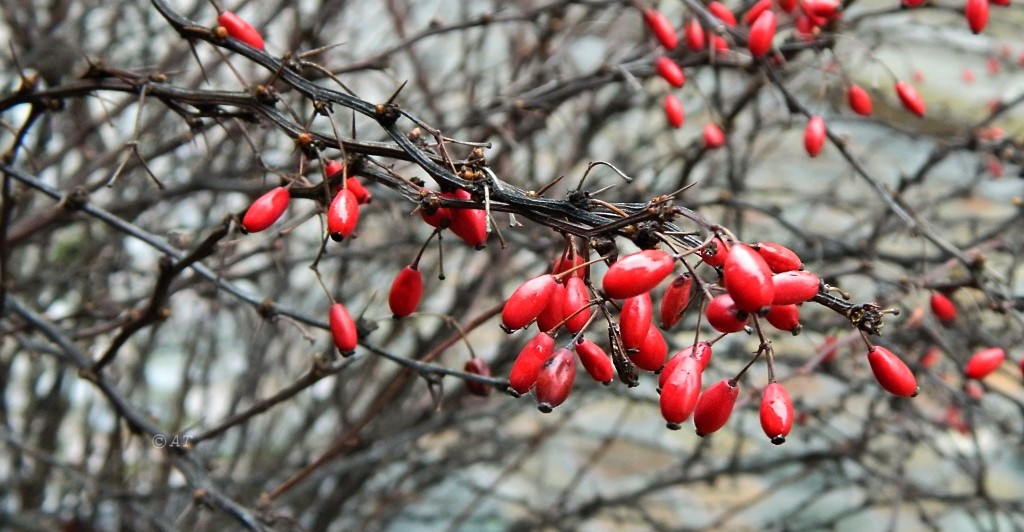 Изображение особи род Berberis.