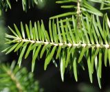 Abies cephalonica