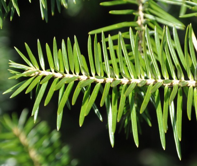 Image of Abies cephalonica specimen.