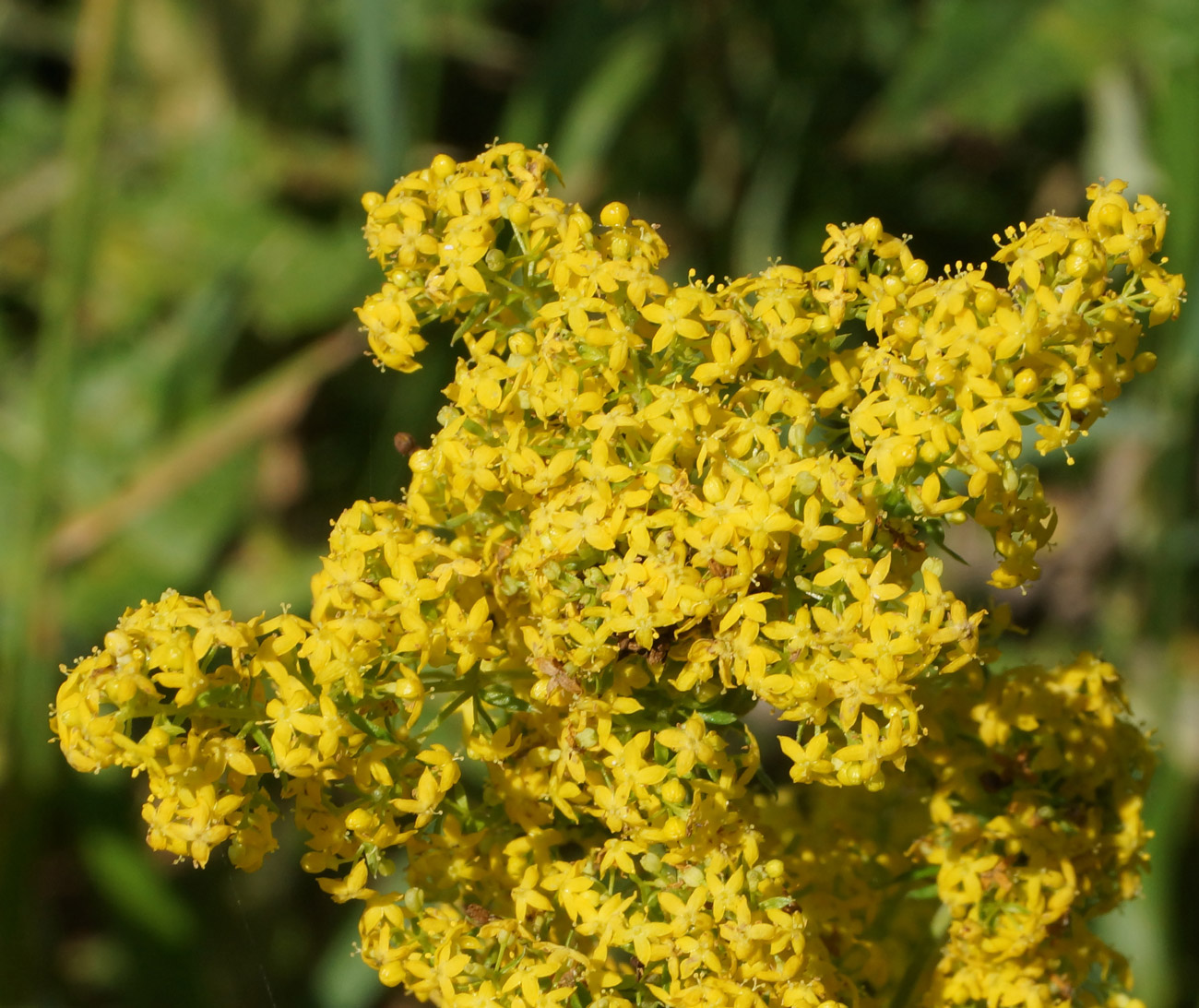 Изображение особи Galium verum.