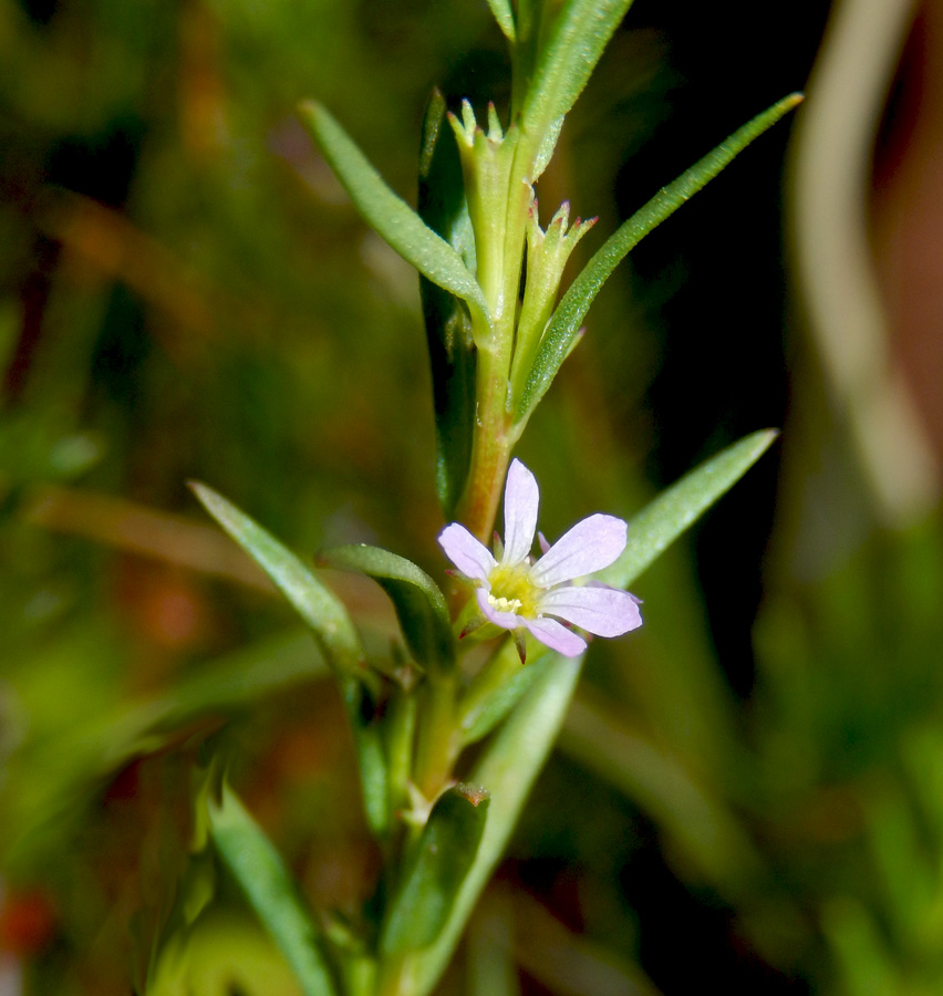 Изображение особи Lythrum hyssopifolia.