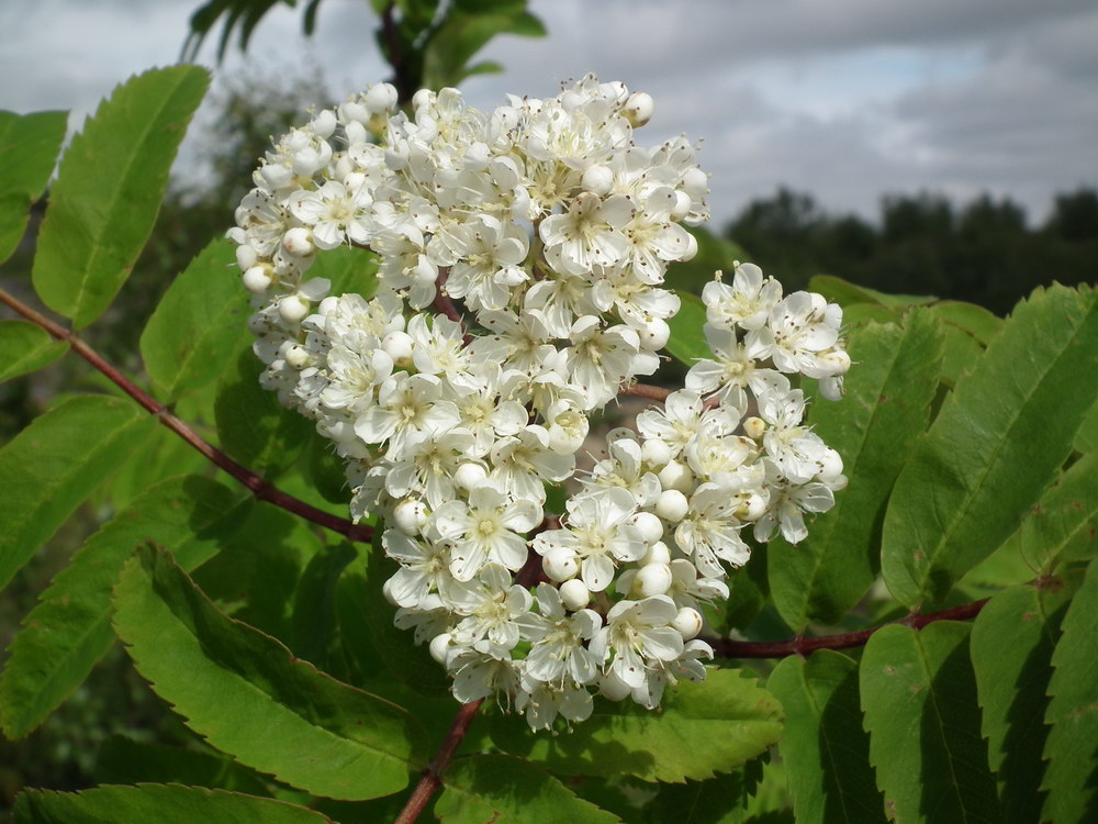 Image of Sorbus aucuparia ssp. glabrata specimen.