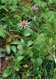 Erigeron flaccidus