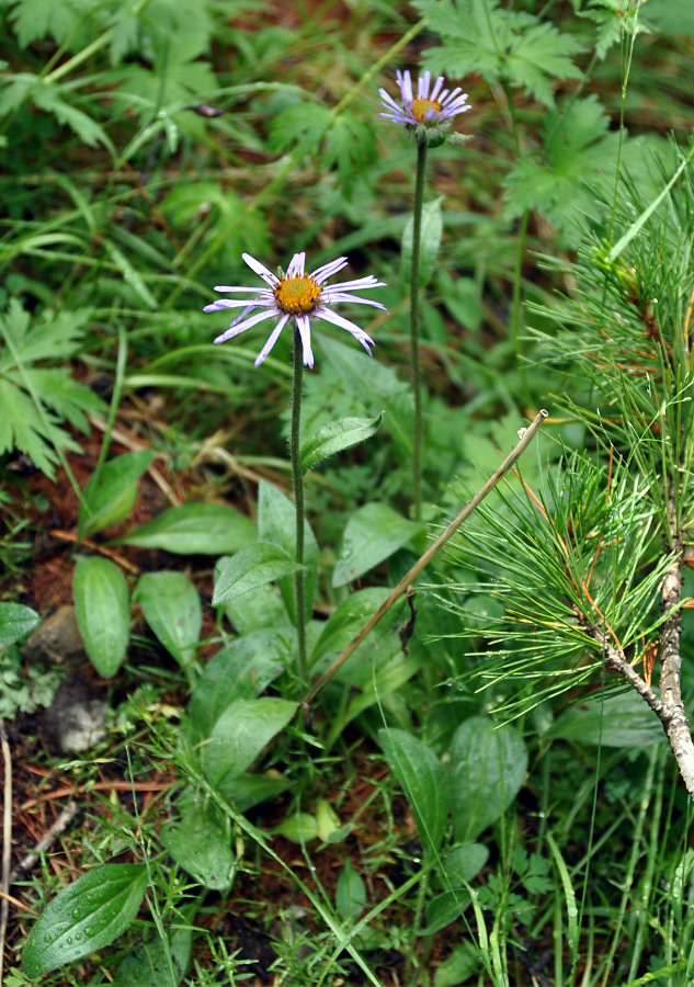 Image of Erigeron flaccidus specimen.