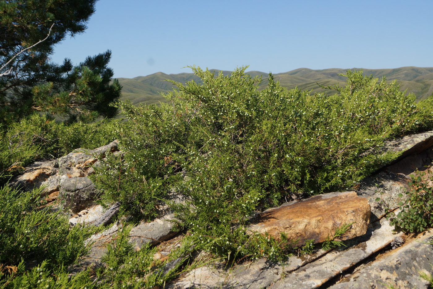 Изображение особи Juniperus sabina.