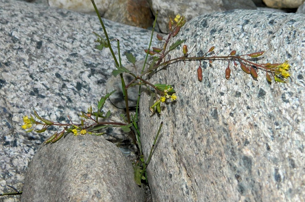 Image of Rorippa palustris specimen.