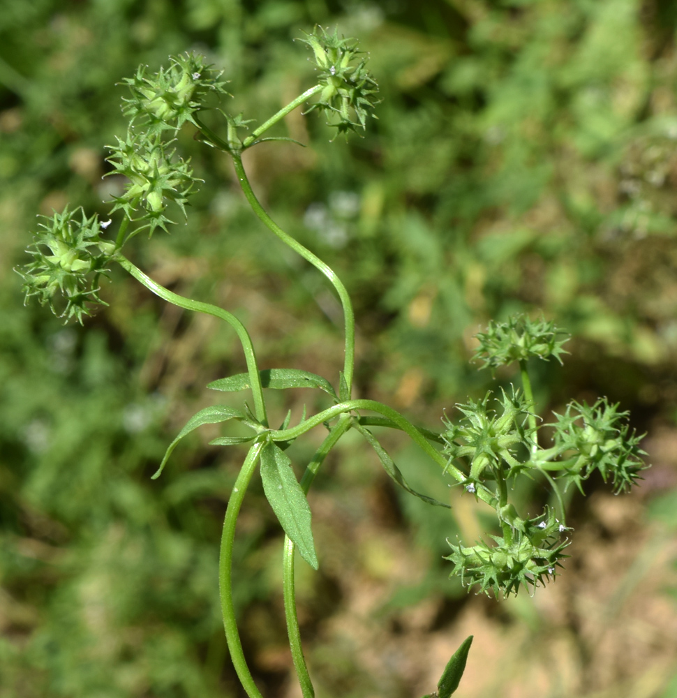 Image of Valerianella dactylophylla specimen.