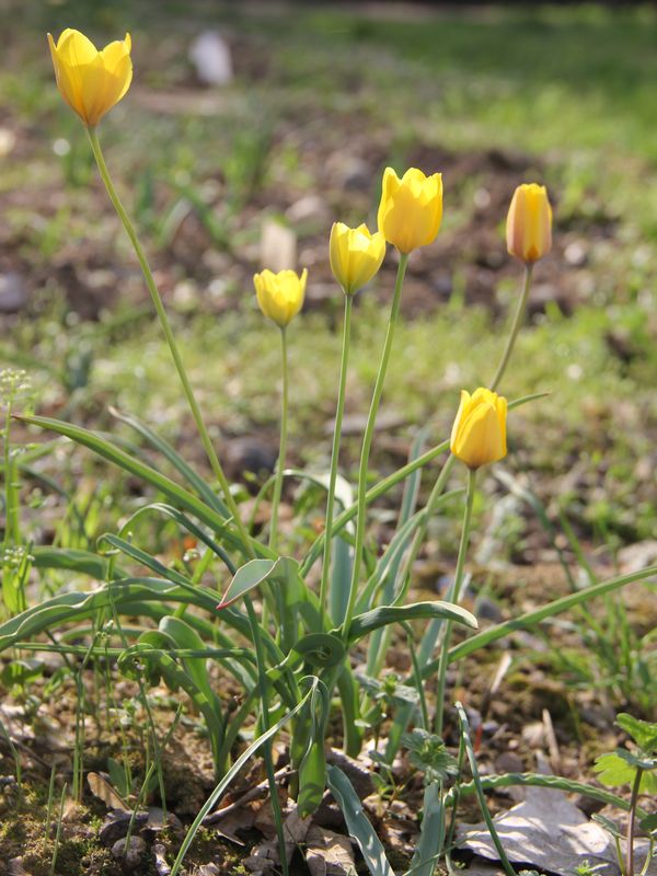 Image of Tulipa scharipovii specimen.