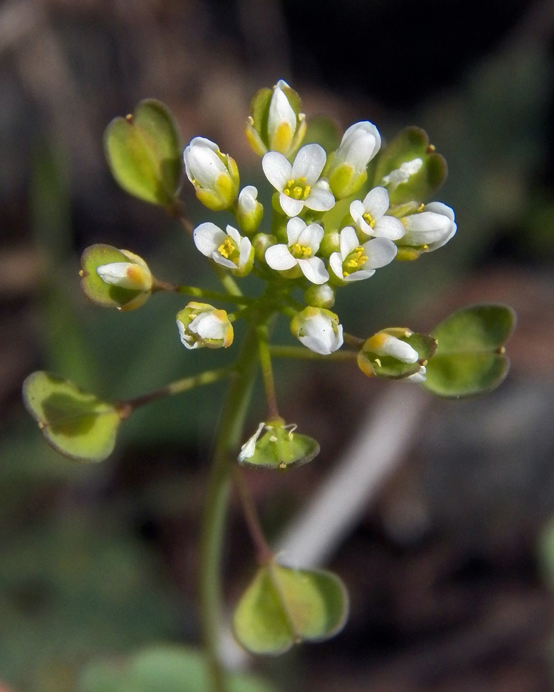 Image of Microthlaspi perfoliatum specimen.