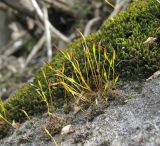 семейство Pottiaceae. Гаметофиты и спорогоны. Краснодарский край, Абинский р-н, окр. пос. Ахтырский, ж.-д. насыпь. 04.04.2016.