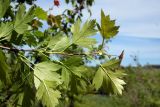 Crataegus rhipidophylla