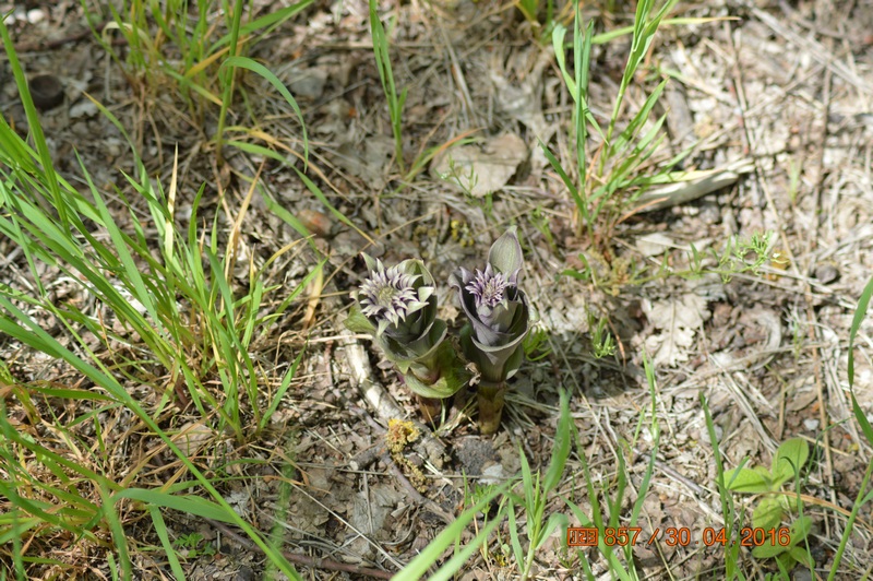 Изображение особи Epipactis condensata.