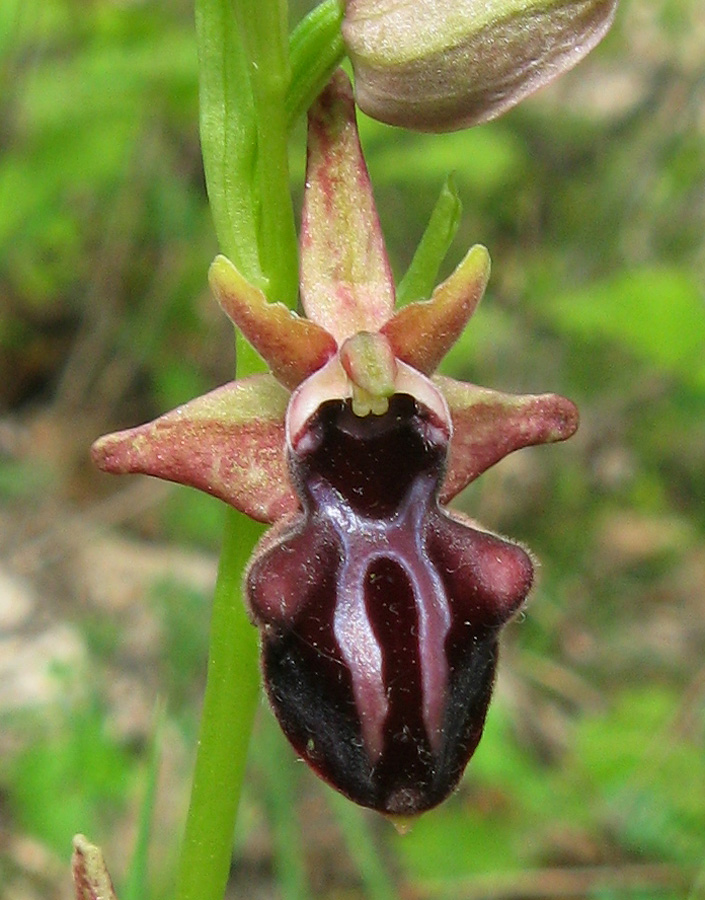 Image of Ophrys mammosa specimen.