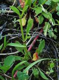 Rumex acetosella