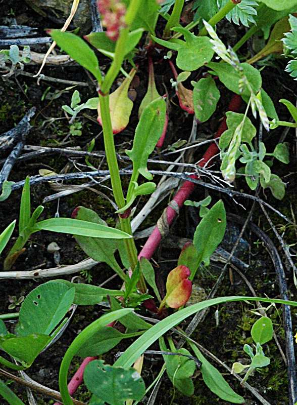 Image of Rumex acetosella specimen.