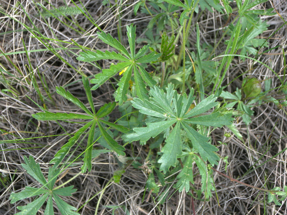 Изображение особи Potentilla patula.