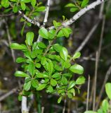 Rhamnus lycioides. Верхушка веточки с молодыми побегами. Израиль, Нижняя Галилея, г. Верхний Назарет, Тель Тирия, склон северной экспозиции. 25.03.2015.