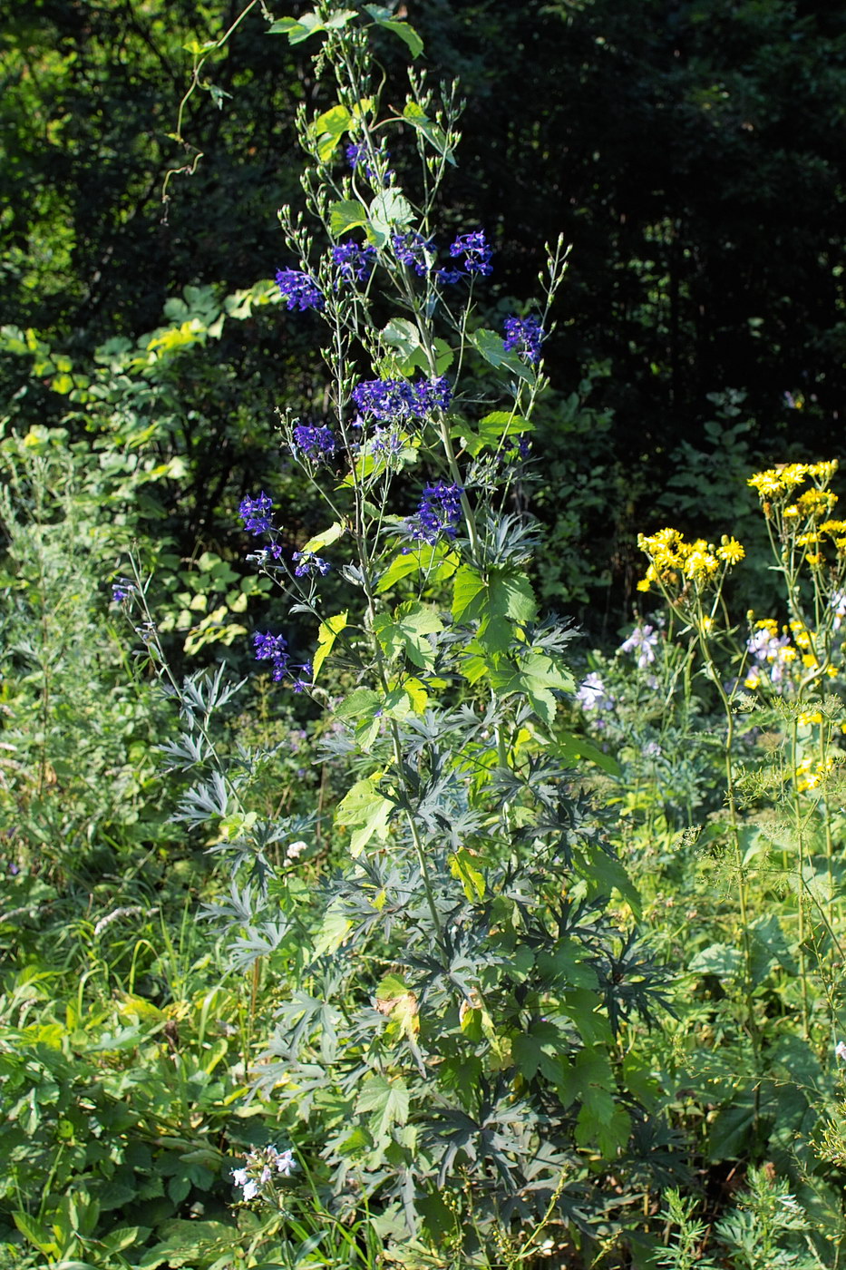 Изображение особи Delphinium subcuneatum.