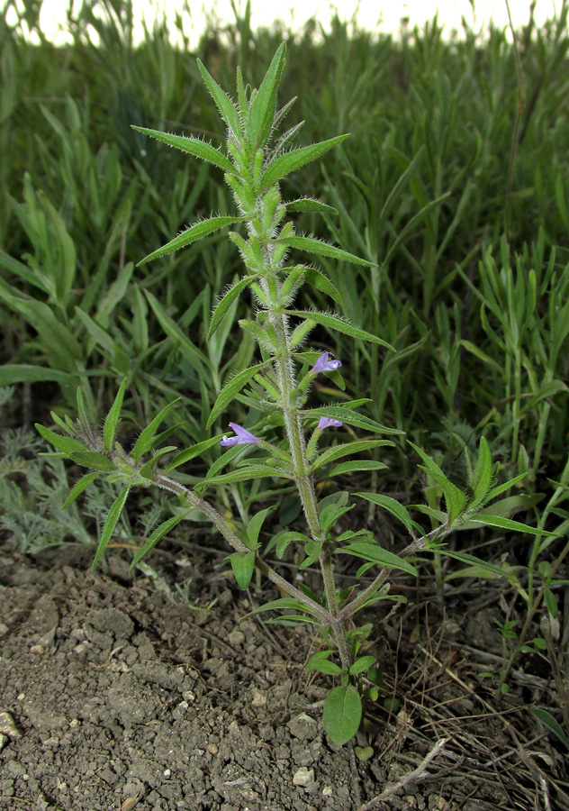 Изображение особи Ziziphora taurica.