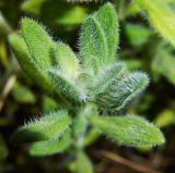 Thymus markhotensis