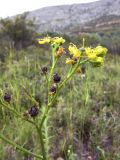 Ruta angustifolia