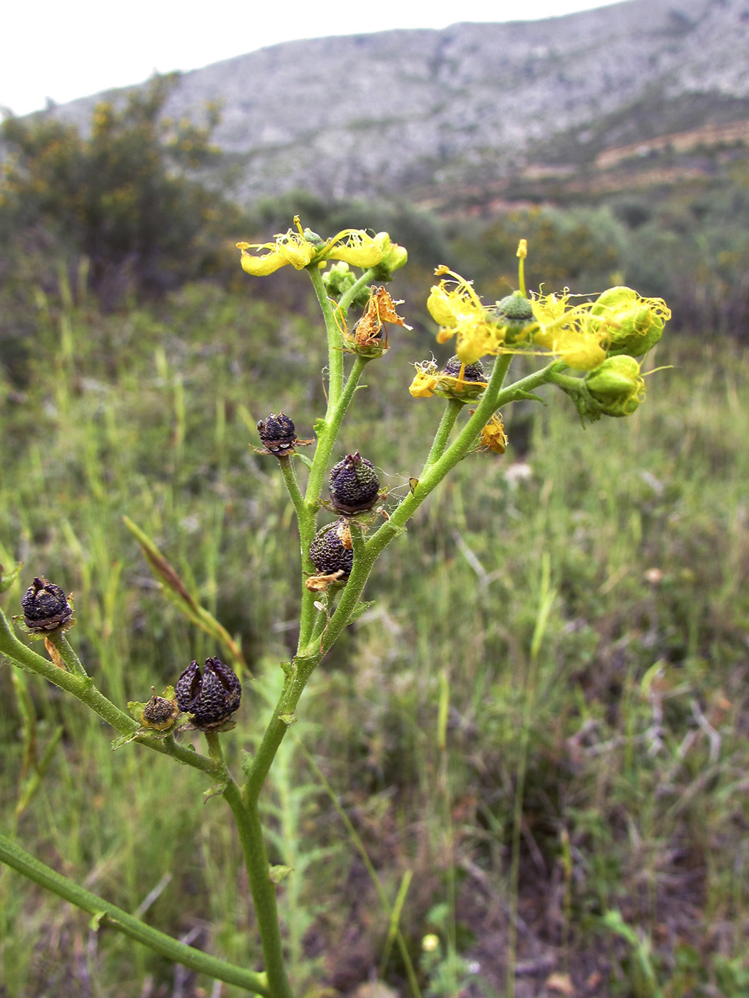 Изображение особи Ruta angustifolia.