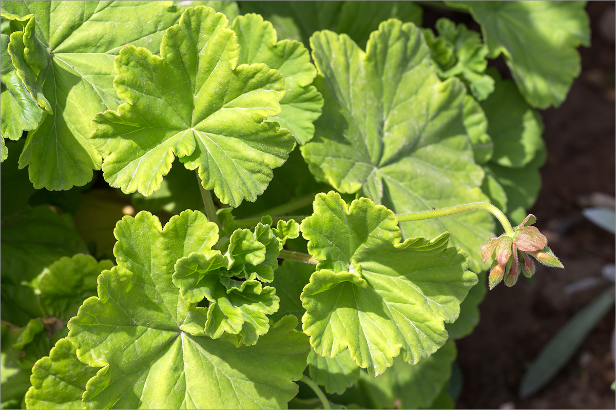 Image of Pelargonium hortorum specimen.