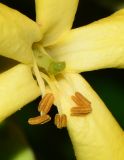 Hymenosporum flavum