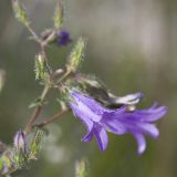 Campanula sibirica