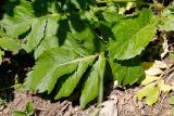 Serratula coronata. Листья. Татарстан, Нижнекамский р-н, окр. дер. Благодатная, лесостепной участок с чередованием степи и перелесков с преобладанием дуба, открытый участок. 5 июня 2016 г.