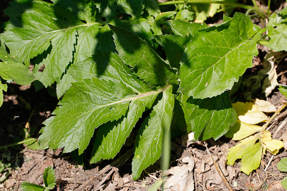 Image of Serratula coronata specimen.