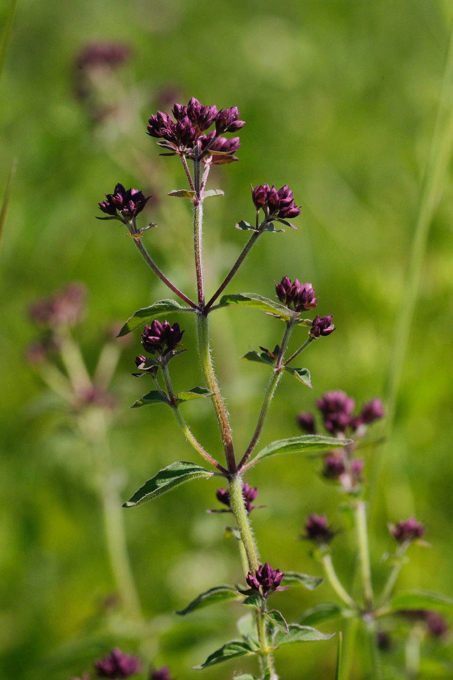 Изображение особи Origanum vulgare.