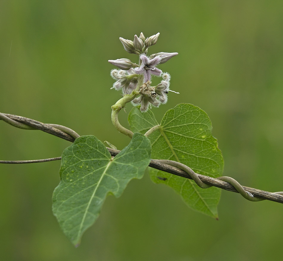 Изображение особи Metaplexis japonica.