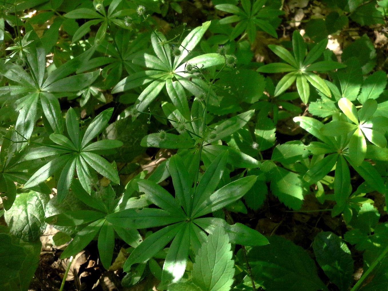 Image of Galium odoratum specimen.