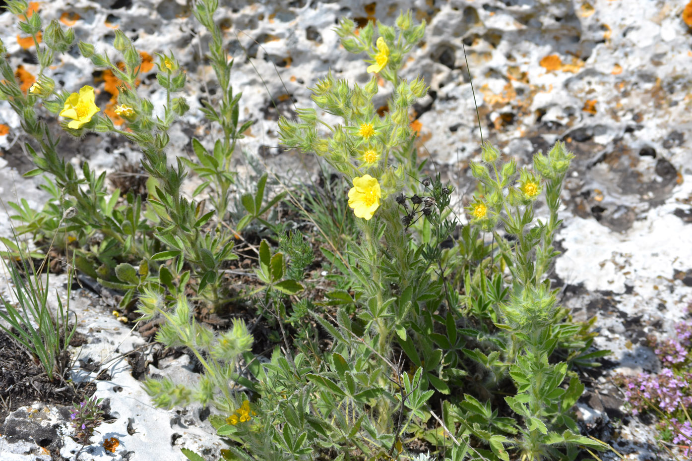 Изображение особи Potentilla callieri.