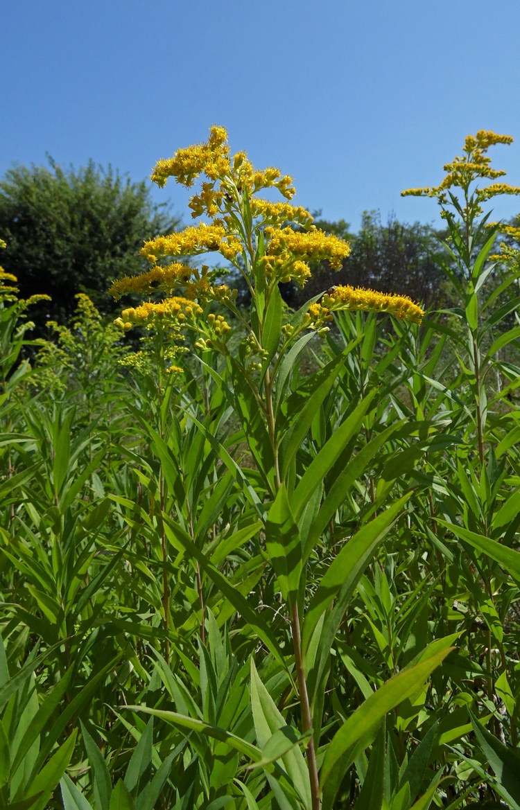 Изображение особи Solidago gigantea.