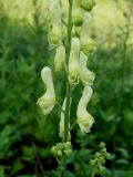 Aconitum kirinense