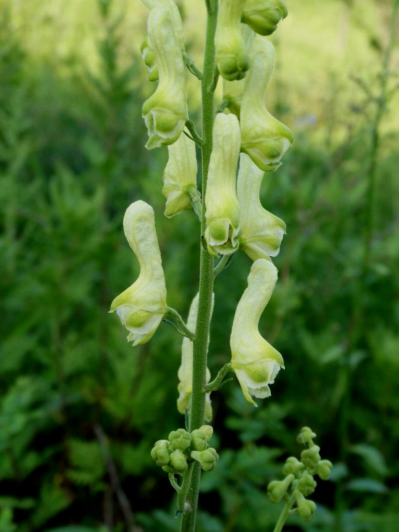 Image of Aconitum kirinense specimen.