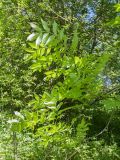 Fraxinus excelsior. Ветвь. Псковская обл., Печорский р-н, Изборско-Мальская долина восточнее южной оконечности Мальского озера, опушка смешанного леса у суходольного луга по залежи. 29.05.2016.