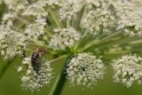 Angelica sylvestris