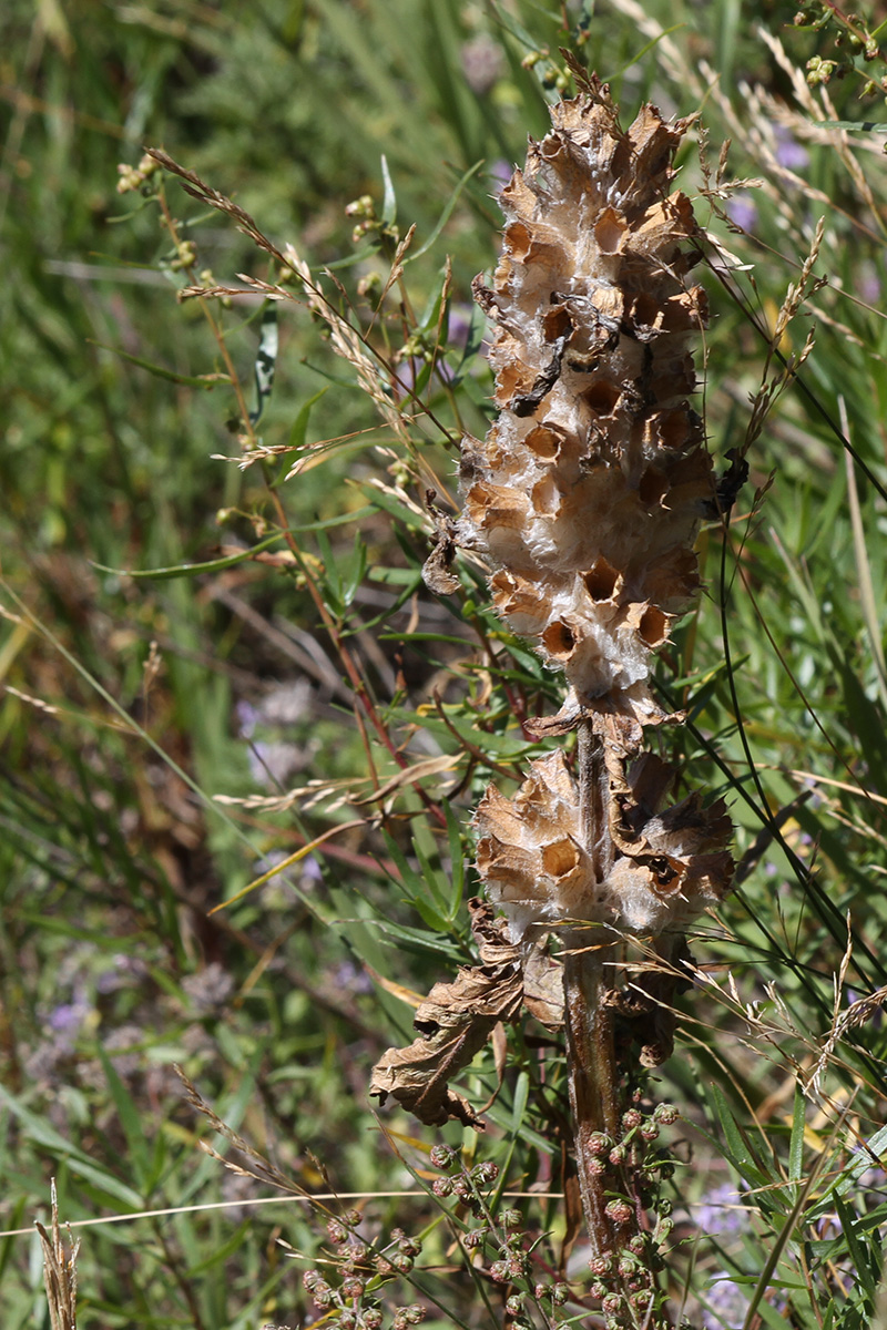 Изображение особи Phlomoides speciosa.