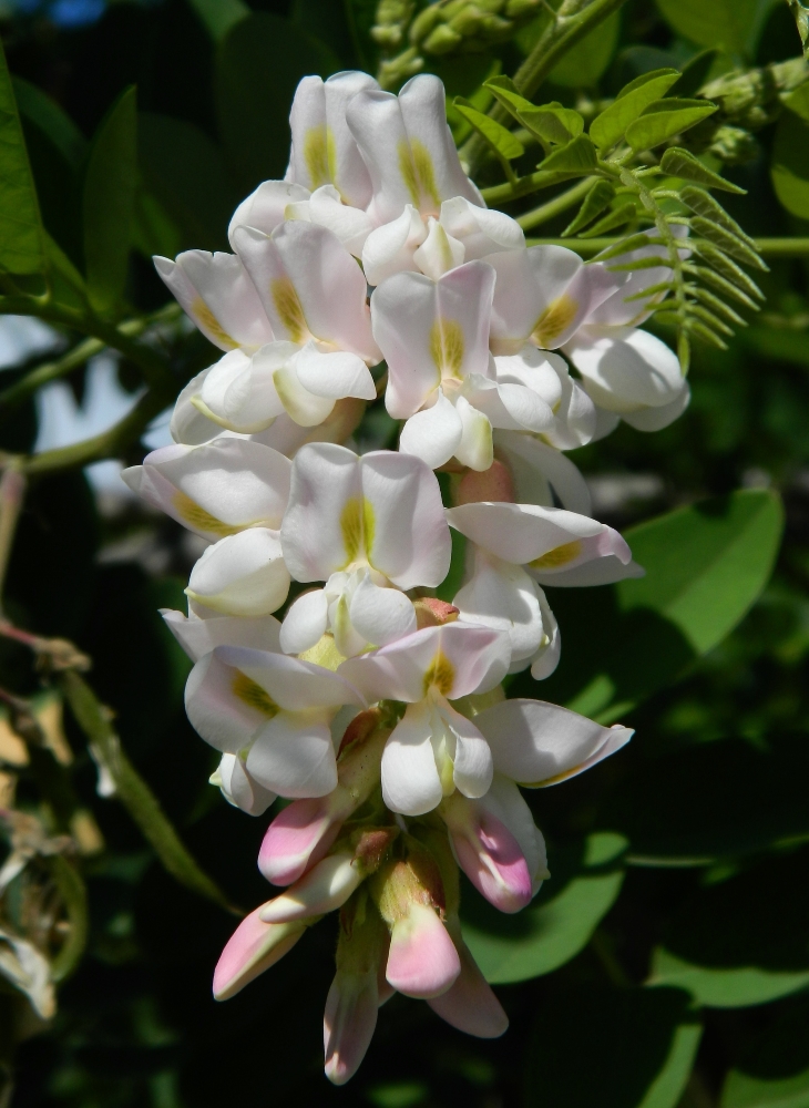 Image of Robinia luxurians specimen.